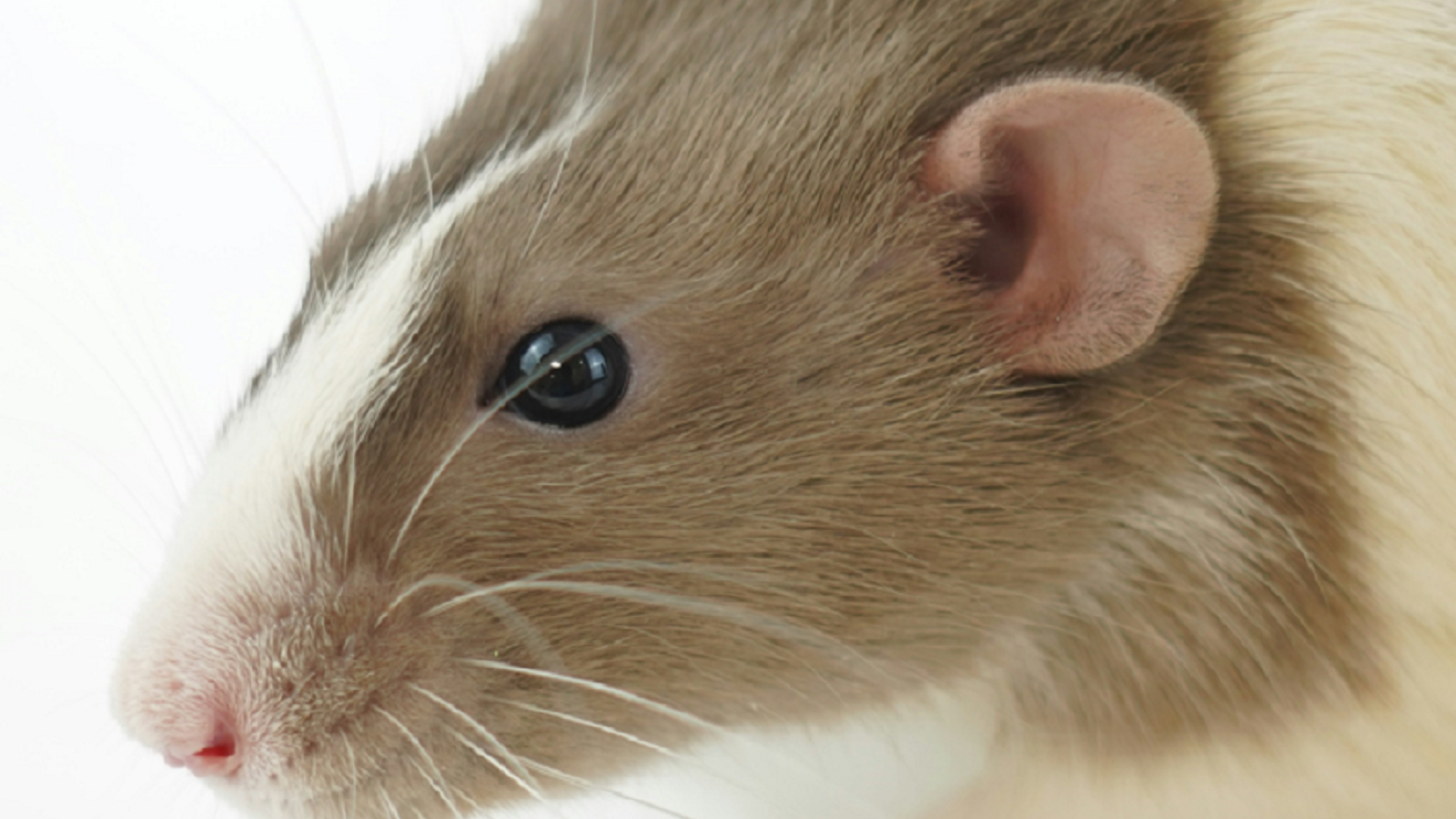 animal experimentation image