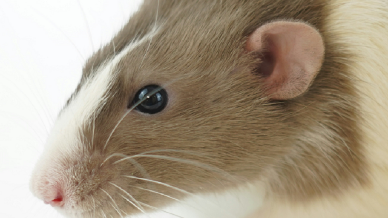 animal experimentation image
